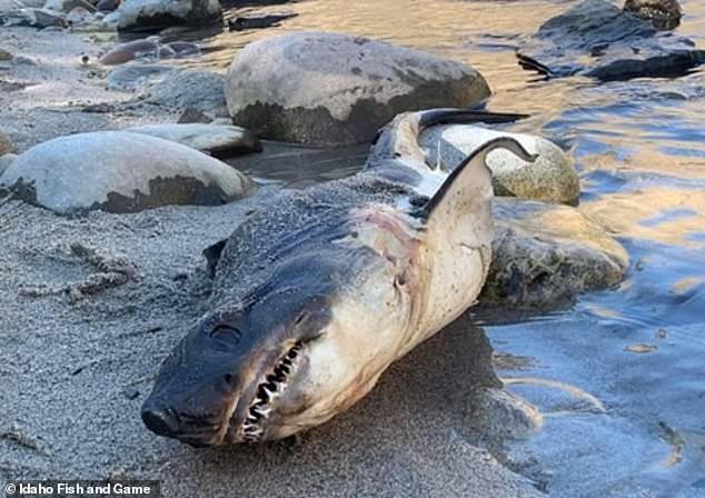 Der Lachshai wurde am Ufer des Salmon River in Riggins, Idaho, entdeckt.  Beamte halten die Anwesenheit an einem so ungewöhnlichen Ort für einen Streich