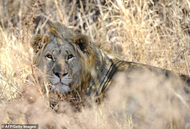 Ein Löwe ist im Dinokeng Game Reserve in Südafrika abgebildet