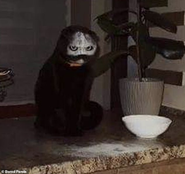 People from around the world shared terrifying snaps showcasing times their pets unintentionally sent them into panic mode and Bored Panda decided to collate the most shocking into a gallery.  They include a cat, from Spain, who got into a bowl of flour, which covered his face making him look like something from a horror movie