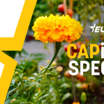 Agrifood Special CAPitals Brief: Nature based solutions