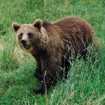 Französische Schafzüchter fordern die EU auf, gegen die zunehmenden Bärenangriffe vorzugehen