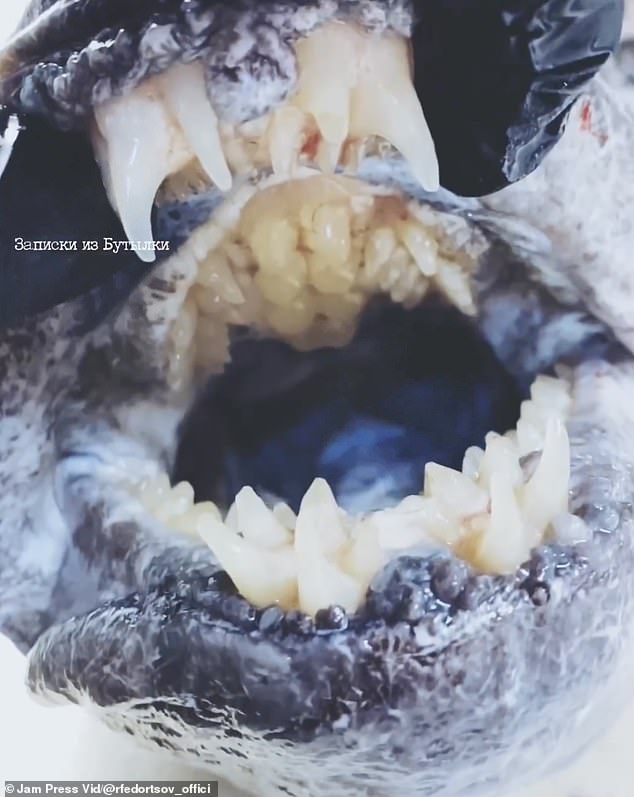 Der seltsame Fisch ist mit Leopardenflecken bedeckt und scheint zahlreiche massive Zähne und sogar ein ganzes Paar Backenzähne im Maul zu haben