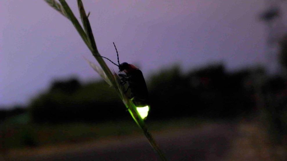 Ein Foto eines Genji-Glühwürmchens mit einem leuchtenden Teil auf einer Pflanze
