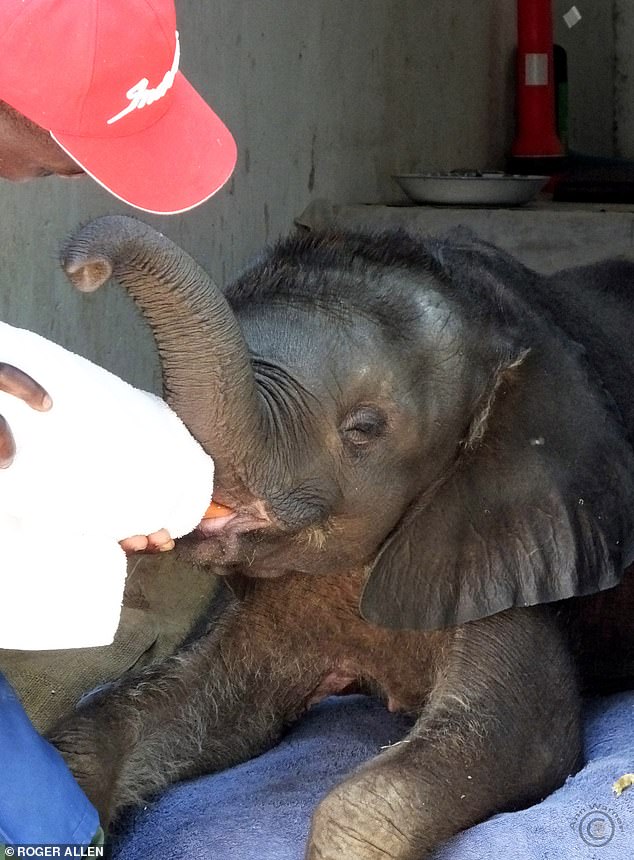 Moyo, der erste Elefant, den Roxy Danckwerts rettete, als sie gerade zwei Wochen alt war