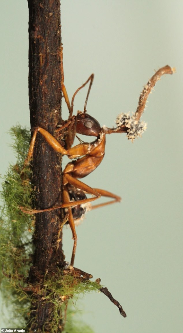João Araújo vom New York Botanical Garden reichte das Gewinnerfoto für die Kategorie „Pflanzen und Pilze“ ein, auf dem Cordyceps aus dem Kopf der Ameise platzen