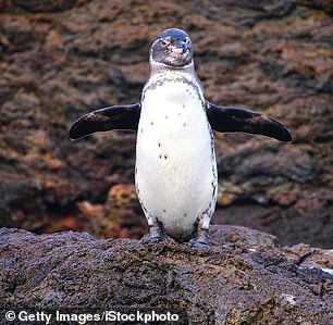 Auf Chinese Hat schnorchelt Claudia in der Nähe von Galapagos-Pinguinen