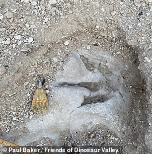 Im Gegensatz zum hervorragenden Exemplar oben weisen viele Theropodenspuren im Park nicht ihr charakteristisches Dreizehenmuster auf, da die Spuren in flüssigem, tiefem Schlamm entstanden sind und die Zehenabdrücke vergraben sind