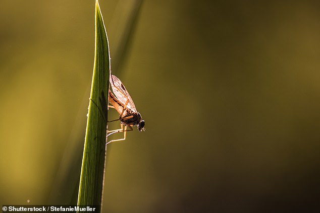 Midges love to snack on human blood, but are an essential part of the ecosystem ¿ their larvae eat decaying plant matter and they help make up the diets of birds and bats