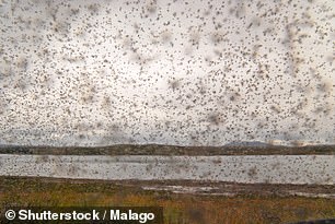 Midges bite because they need a 'blood meal' to supply their eggs with nutrients