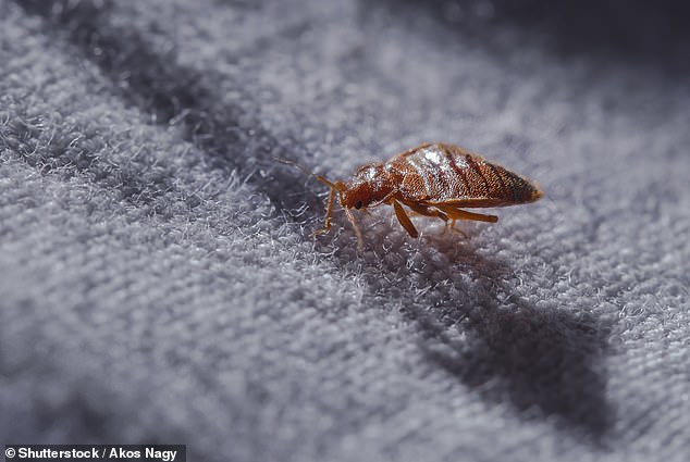 Bites from bed bugs (pictured) tend to be found in a pattern or in small clusters