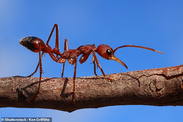 ¿To sting, a bull ant grips its enemy with its strong mandibles, curls its abdomen to reveal its sting, and injects its venom,' says Pest Aid