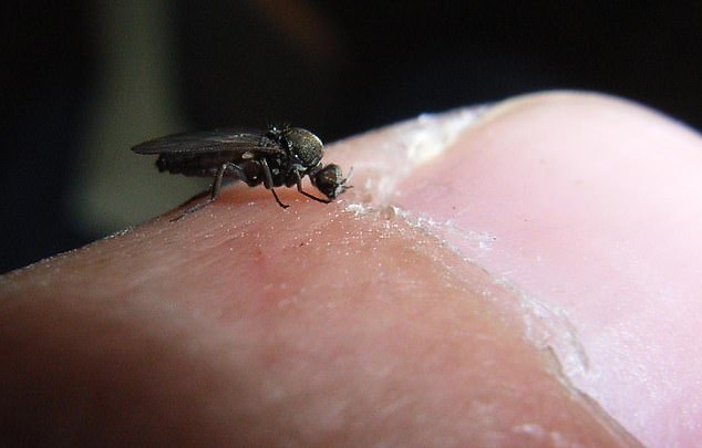 Female sand flies bite the skin and draw blood. Above is a variety of the sand fly on a person's thumb in New Zealand