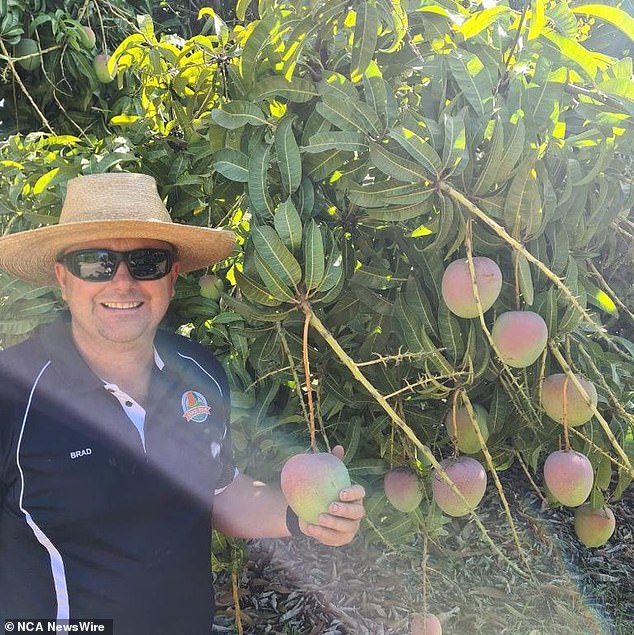 Landwirt Brad Bowen forderte Mangoliebhaber auf, sich von möglicherweise höheren Preisen nicht abschrecken zu lassen