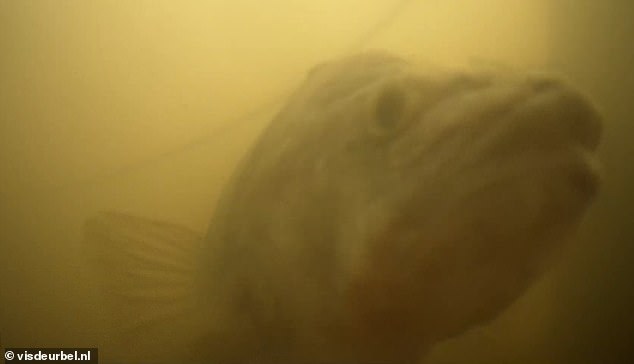 Die Website „Fish Doorbell“ überträgt Live-Aufnahmen einer Unterwasser-Webcam an der Weerdsluis-Schleuse in der Stadt Utrecht