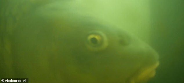 Auf der Website „Fish Doorbell“ finden Sie eine Galerie der „süßesten Fischfotos“, die von Internetnutzern aufgenommen wurden