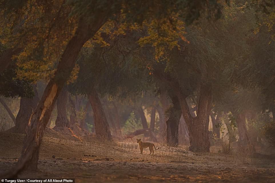A lion in Zimbabwe's Mana Pools National Park is the subject of this beautifully composed picture by 'Merit' award-winner Turgay Uzer