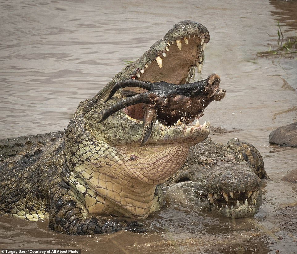 A crocodile feasts on an unfortunate wildebeest in the Mara River in Kenya's Maasai Mara National Reserve in this jarring shot by Turgay Uzer, titled 'Dinner Time'