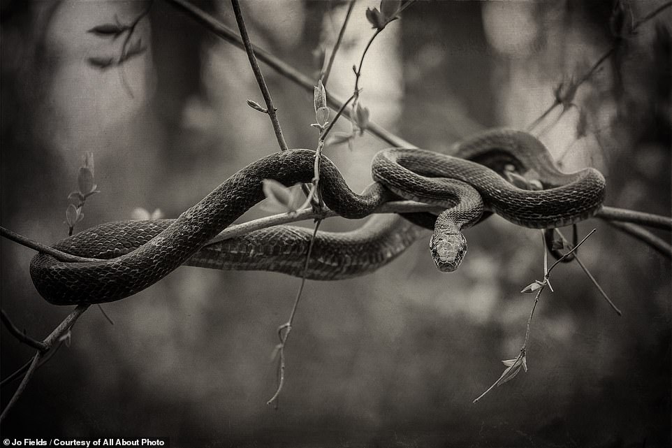 U.S photographer Jo Fields captured this striking shot of a non-venomous rat snake on a branch. 'Many people walking by shuddered with fear and kept walking by,' Fields says, adding that the snake had just come out of hibernation. Fields snaps up a 'Merit' award