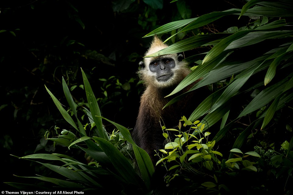 This image was captured by overall winner Thomas Vijayan. It shows an inquisitive-looking golden-headed langur, a critically endangered species of monkey endemic to Vietnam's Cat Ba Island. There are less than 70 golden-headed langurs remaining, the photographer reveals, adding that the species was almost extinct two decades ago, due to poaching for medicine and hunting for sport. Their average body length is 20 inches (50cm) and then their tails extend another three feet (one metre), he says