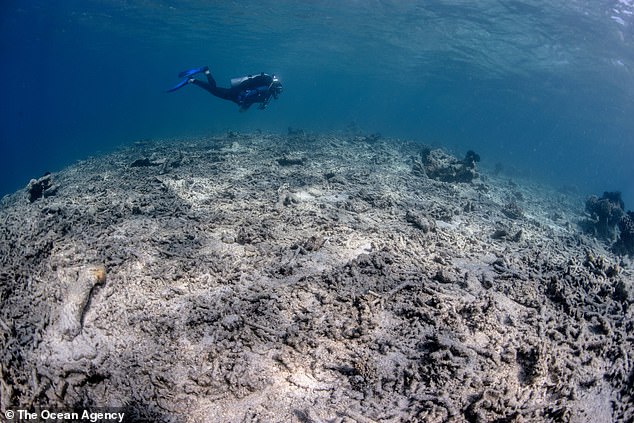 Sogar sehr transparente Öko-Verfechter wie Nestlé und Microsoft haben es versäumt, finanzielle Informationen offenzulegen, etwa das Gesamtbudget ihrer grünen Projekte oder die einzelnen Kosten für die Bemühungen, einst unberührte Wildnis wieder in ihren natürlichen Zustand zu versetzen.  Oben beschädigte Korallen in Indonesien
