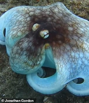 Mit einem schleimigen blauen Fell und einer außergewöhnlich großen Nase sieht dieser Oktopus dem berüchtigten Thaddäus von SpongeBob verblüffend ähnlich