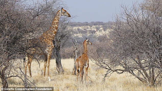 Ein Fotograf hat Bilder des jungen Kalbes aufgenommen, das neben seiner Mutter in einem privaten Wildreservat in Namibia läuft