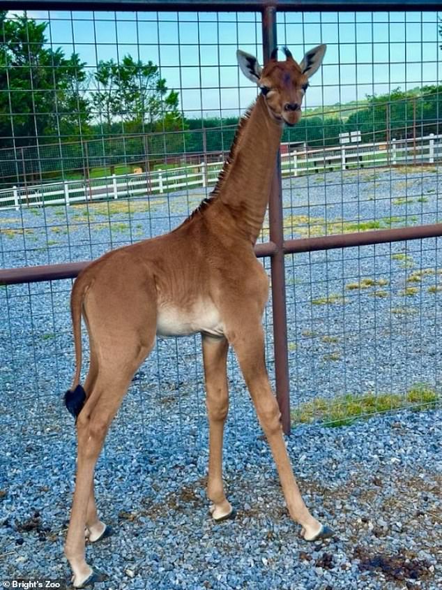 Die makellose Giraffe in freier Wildbahn folgt auf die Nachricht, dass in den USA eine Giraffe geboren wurde, von der man bisher glaubte, sie sei die einzige ihrer Art.  Die Öffentlichkeit wurde gebeten, dem Kalb einen Namen zu geben, und landete dabei auf Kipekee, dem Swahili-Wort für „einzigartig“, für den neuen Star im Brights Zoo in Limestone, Tennessee