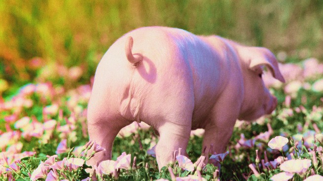 ein Schwein in einem Feld mit rosa Blumen