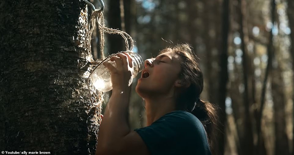 Der Naturliebhaber zapft Birken an, um „durstlöschenden, nährstoffreichen“ Saft zu erhalten