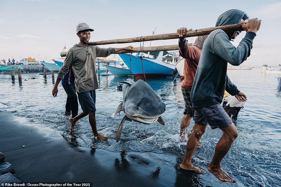 In dieser erschütternden Aufnahme tragen Fischer einen toten Tigerhai zu einem berüchtigten Haimarkt in Lombok, Indonesien.  Es wurde von Rike Brandt aufgenommen und erhält in der Kategorie „Umweltschutz“ eine hohe Auszeichnung