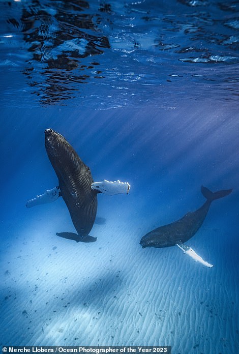 Diese fesselnde Aufnahme aus dem Gewinnerportfolio von Merche Llobera zeigt verspielte Buckelwale, die in den Gewässern der Turks- und Caicosinseln schwimmen