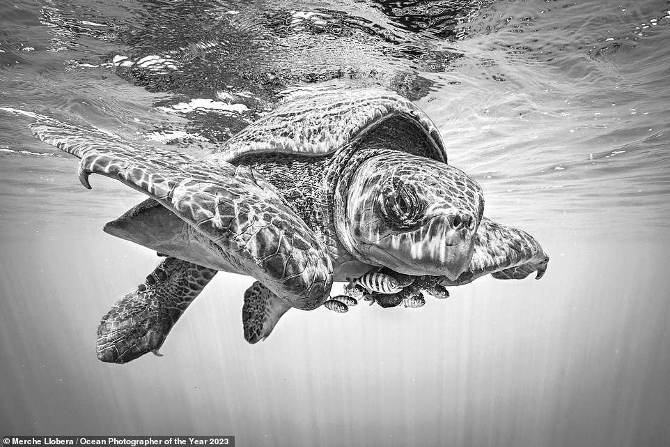 Dieses beeindruckende Foto aus dem Siegerportfolio von Merche Llobera zeigt Fische, die in den Gewässern Costa Ricas unter einer Schildkröte Zuflucht suchen