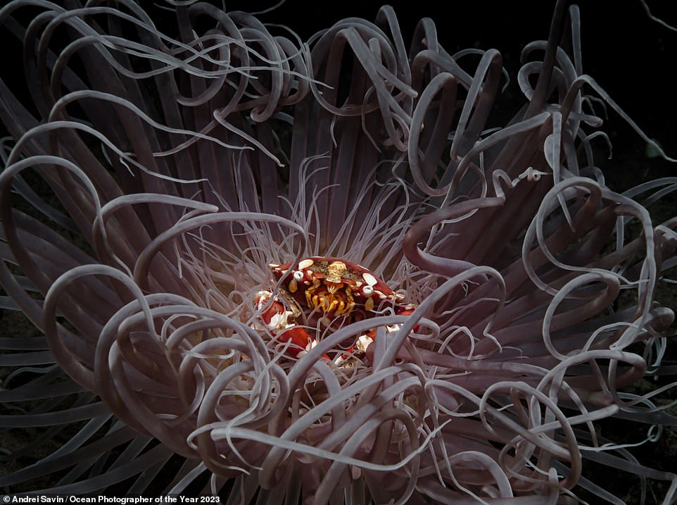 Andrei Savin gewinnt die Silbermedaille bei der Preisverleihung mit diesem faszinierenden Foto einer Krabbe, die in der Mitte einer Seeanemone sitzt und sich in der Meeresströmung vor der Küste der Philippinen wiegt