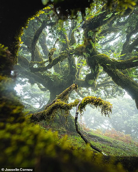 Dieses ätherische Bild zeigt den Laurissilva-Wald, einen 20 Millionen Jahre alten subtropischen Regenwald auf der portugiesischen Insel Madeira