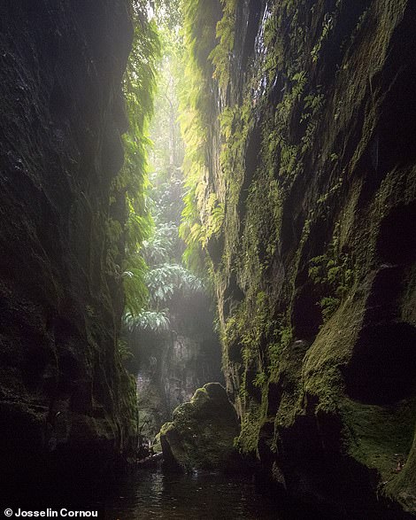 Eine Schlucht im australischen Blue-Mountains-Nationalpark ist das Motiv dieser wunderschön beleuchteten Fotografie von Cornou.  Er beschreibt es als eine „verlorene Welt unter den Bäumen“ des Nationalparks