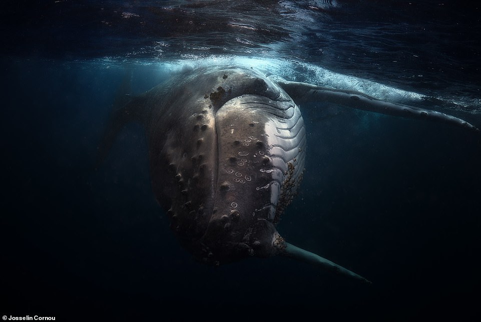 Diese hautnahe Begegnung mit einem Wal wurde vor der Küste der Vava'u-Inseln in Tonga festgehalten, verrät der Fotograf