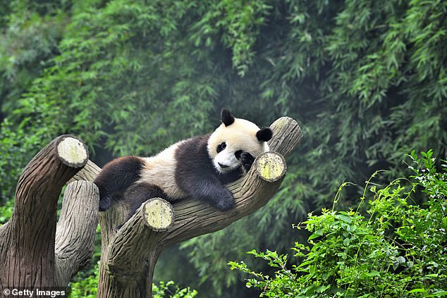 Forscher wollen nun untersuchen, ob Pandas an einer Form der „saisonalen affektiven Störung“ leiden, die ihre Stimmung und Motivation beeinträchtigt