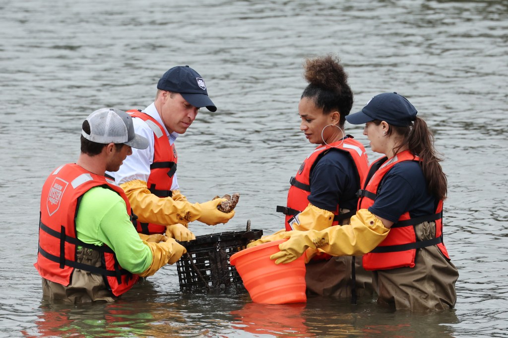 Prinz William und andere ziehen Austern aus dem Hudson River