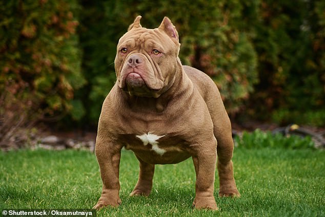 Amerikanische XL-Bully-Hunde werden in Großbritannien bis Ende des Jahres verboten
