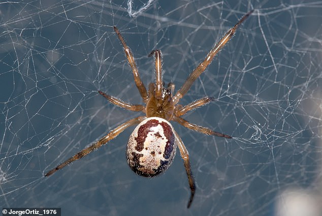 Aktenfoto einer edlen falschen Witwe (Steatoda nobilis).  Laut einer Arbeit von Clive Hambler, einem Zoologen der Universität Oxford, aus dem Jahr 2020 gilt die Art „weithin als die gefährlichste Spinnenart in Großbritannien“.