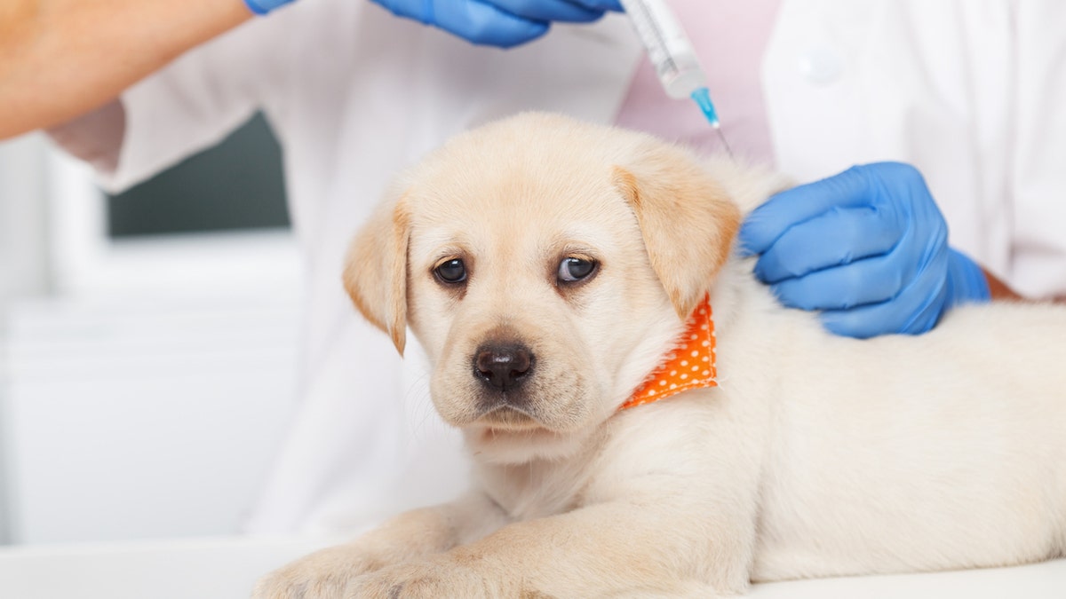 Impfung für Hunde