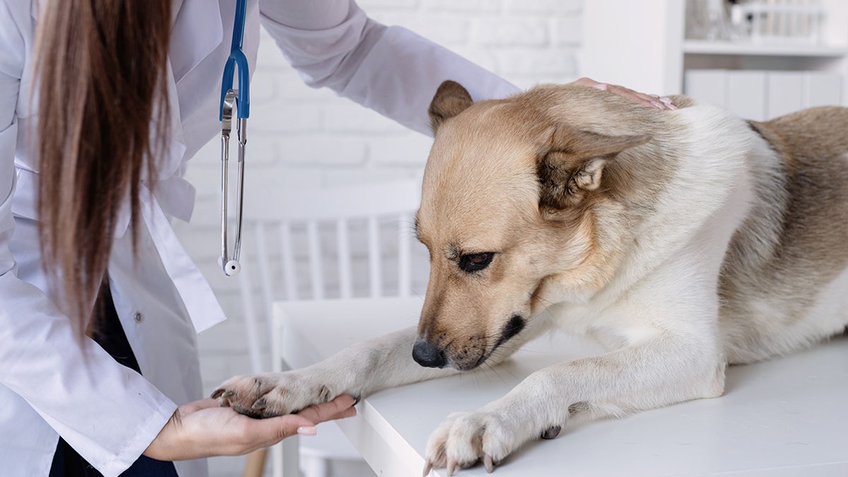 Trauriger Hund mit einem Tierarzt