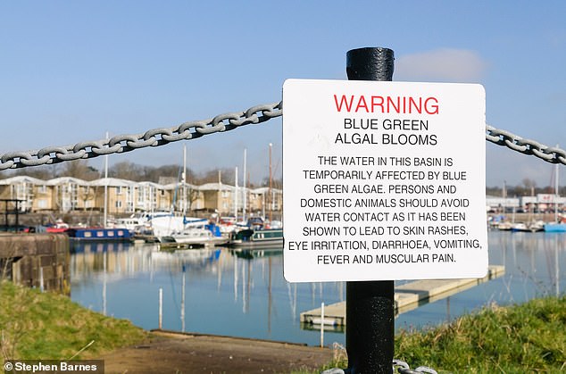 Schild an der Preston Marina in Lancashire, das die Öffentlichkeit vor den Gefahren von Blaualgen warnt