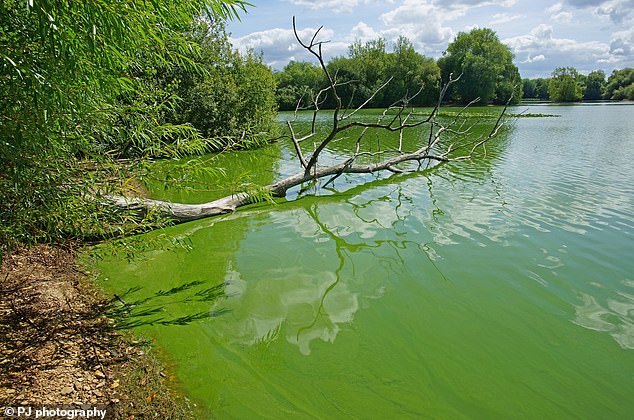 Betroffene Gewässer bei Frampton on Severn in Gloucestershire.  Das Algenwachstum hängt mit einem Nährstoffüberschuss im Wasser zusammen.