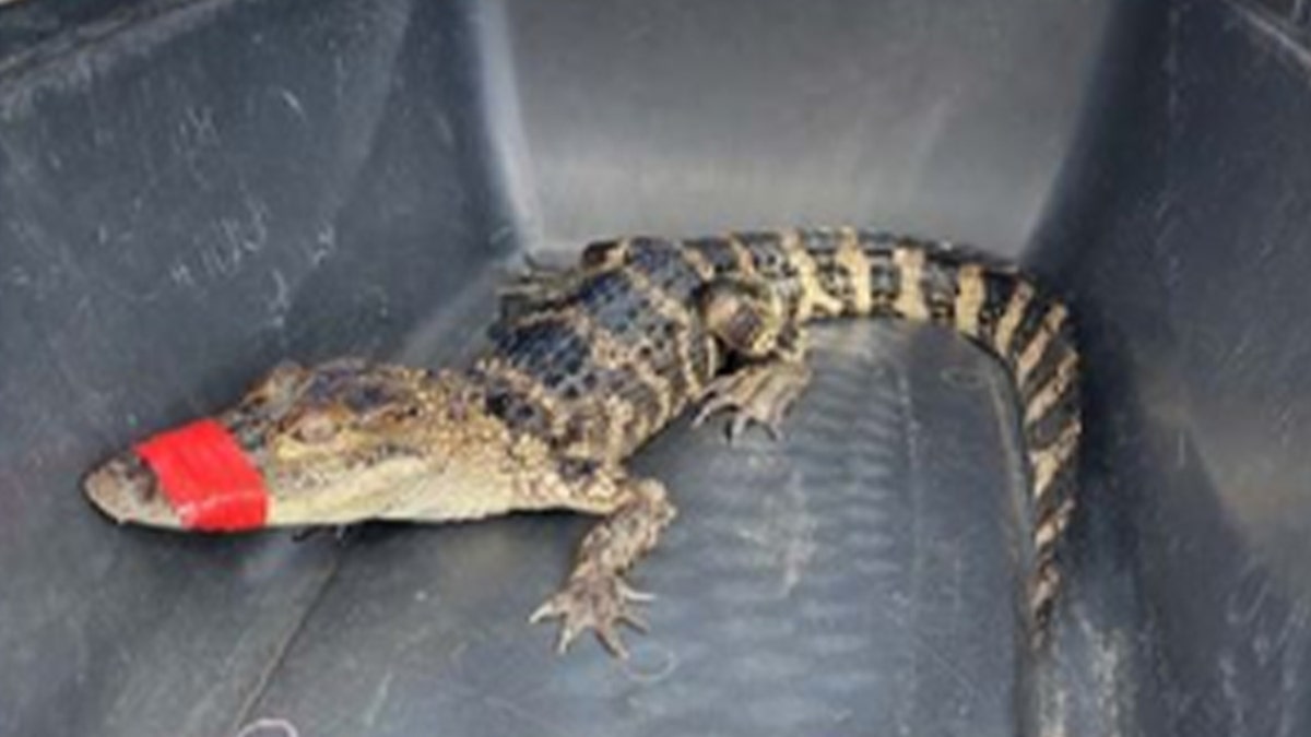 Alligator aus Hotelbadewanne gerettet