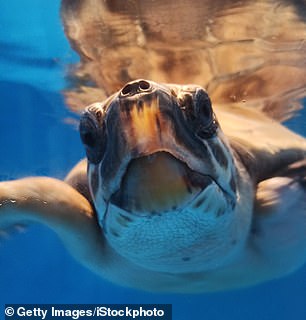 Wundervolle Tierwelt: Das Naturschutzgebiet Torre Salsa ist ein Zufluchtsort für nistende Meeresschildkröten (Stockfoto)