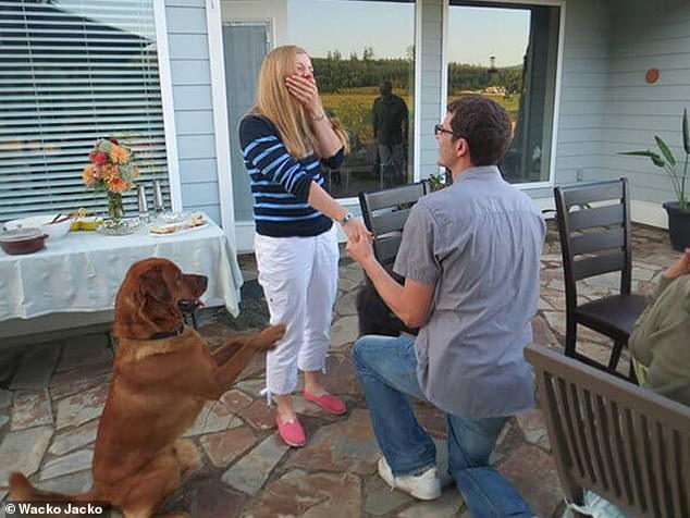 P-awww!  Im US-Forum Reddit gepostet, enthüllte der Besitzer dieses Hundes, dass der Hund seine Freundin tatsächlich angebettelt hatte, „Ja“ zu sagen.
