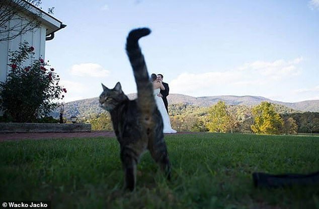 Glückwunsch!  Ein Haustier hätte seine Gedanken zur Hochzeit seiner Besitzer in diesem urkomischen Schnappschuss, der an einem unbekannten Ort aufgenommen wurde, nicht deutlicher zum Ausdruck bringen können