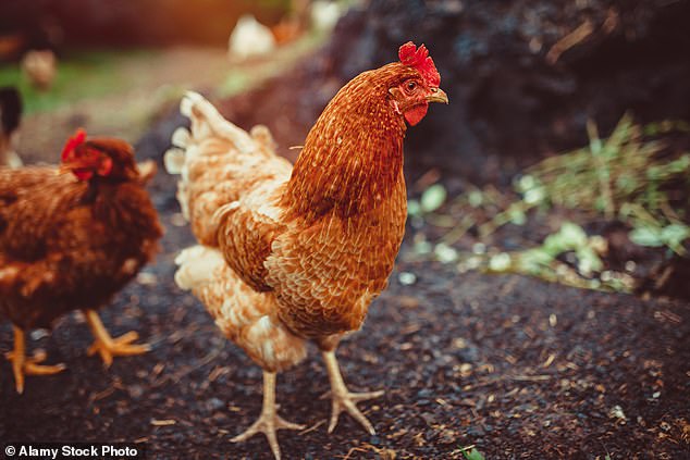 Die Aktivistenorganisation sagt, dass Hühner an Zysten, Infektionen und Tumoren leiden können, weil ihr Körper gezwungen ist, unnatürlich große Mengen an Eiern zu produzieren (Dateibild).