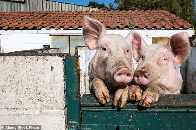 Auch weibliche Schweine werden künstlich besamt, und im Blog heißt es: „In einer Zeit, in der sich Frauen gegen sexuellen Missbrauch auflehnen, fordert PETA alle auf, Solidarität mit Frauen ALLER Spezies zu zeigen“ (Dateibild)